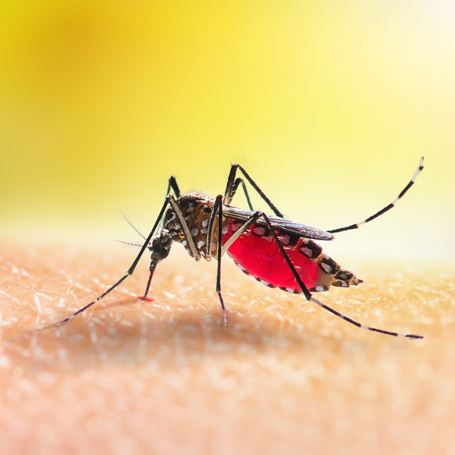 A mosquito drinking blood against a yellow background